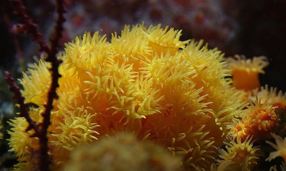 Coral naranja (Astroides calycularis)