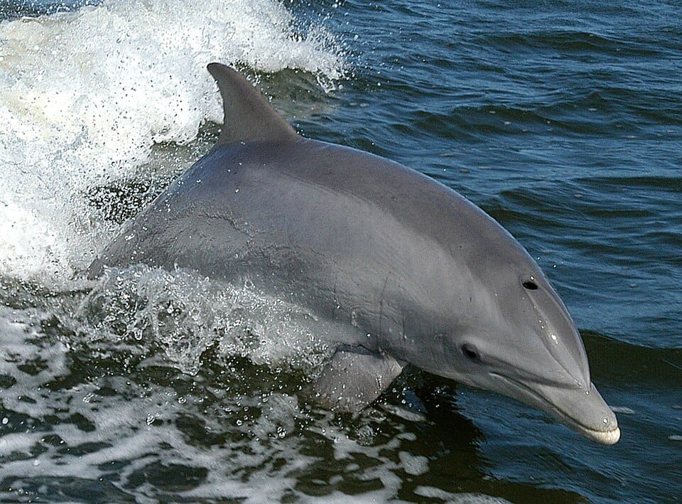 Delfín mular (Tursiops truncatus)