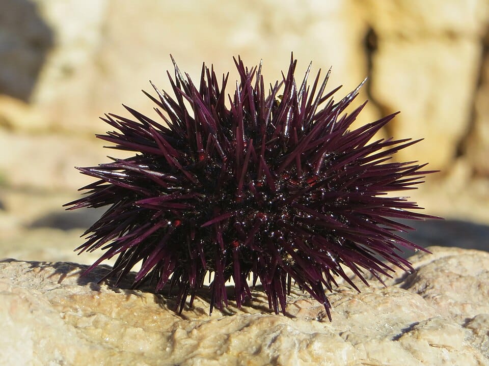 Erizo de mar común (Paracentrotus lividus)