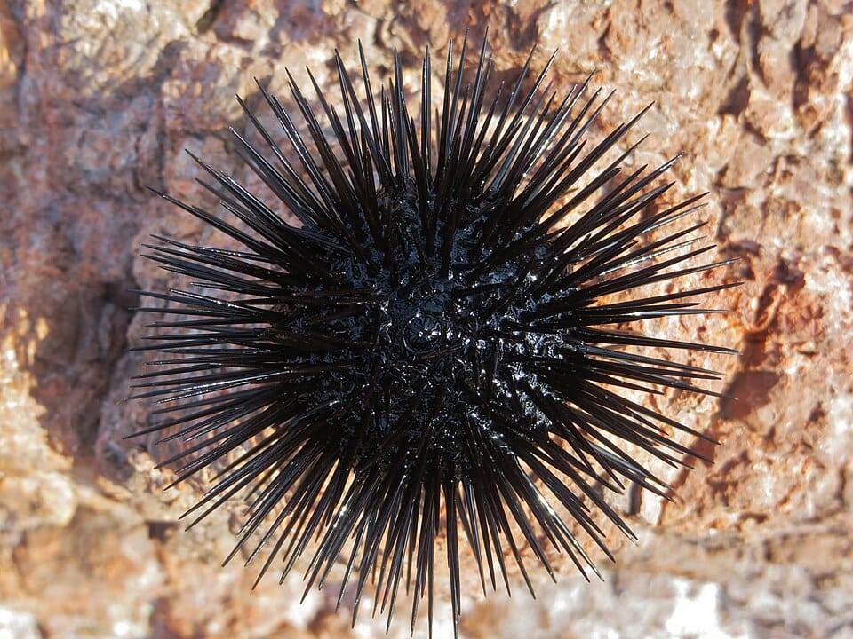 Erizo negro (Arbacia lixula)