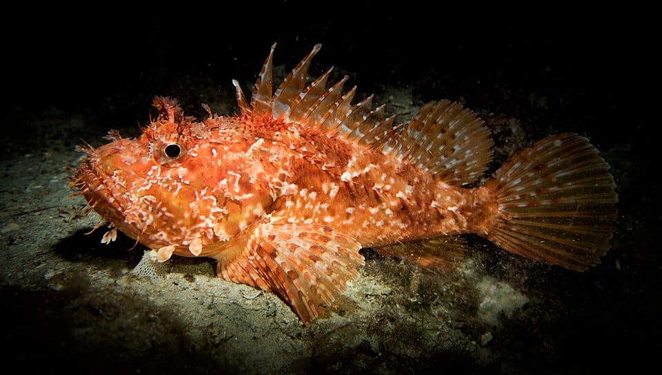 Cabracho (escórpora) (Scorpaena scrofa)