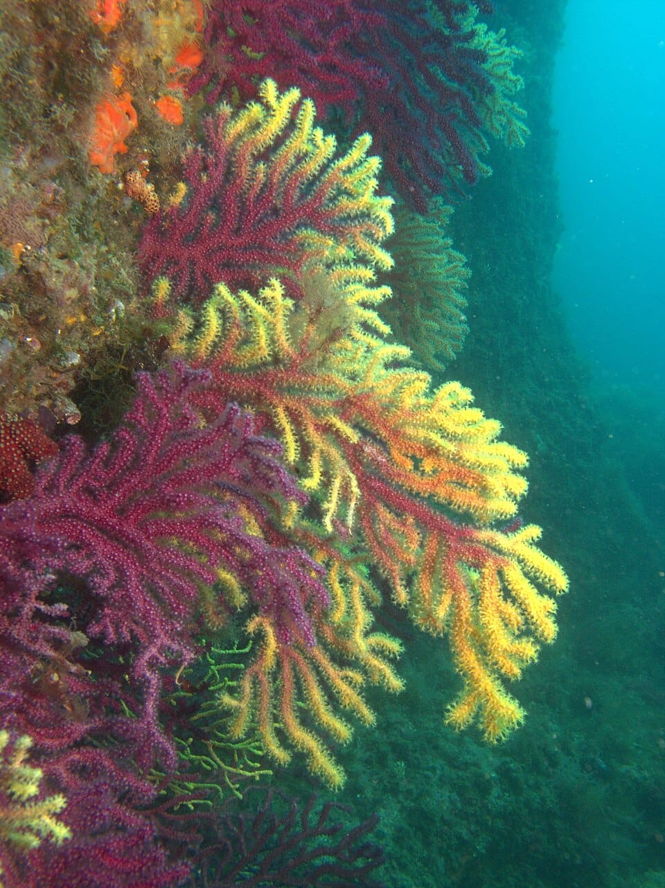 Gorgonia roja en Les Ferranelles, Illes Medes