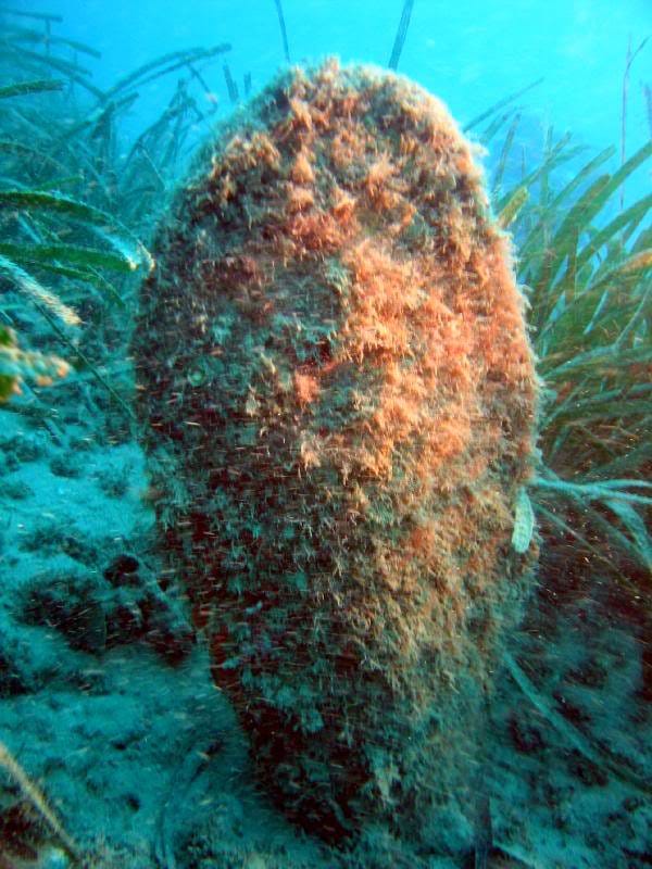 Nacra (Pinna nobilis)