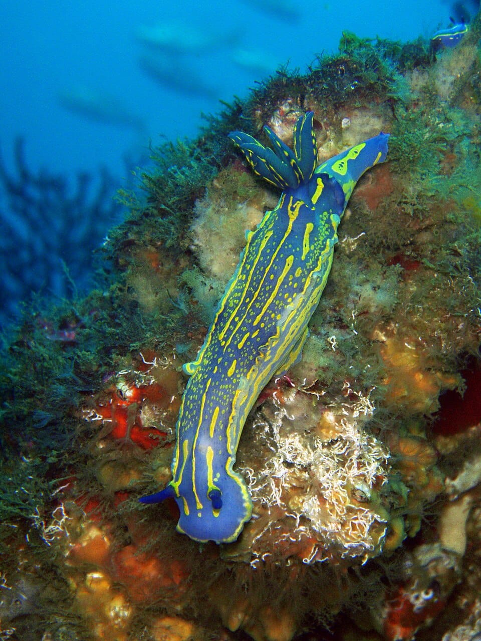 Babosa de mar regia (nudibranquio azul) (Felimare picta)