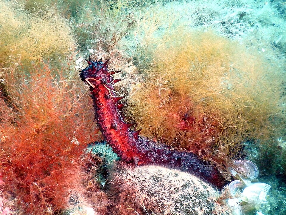 Pepino de mar (holoturia) (Holothuria tubulosa)