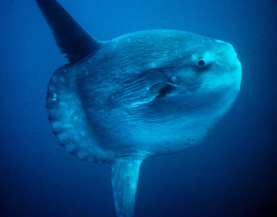 Pez luna (Mola mola)