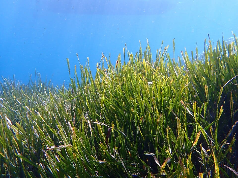 Posidonia (Posidonia oceanica)