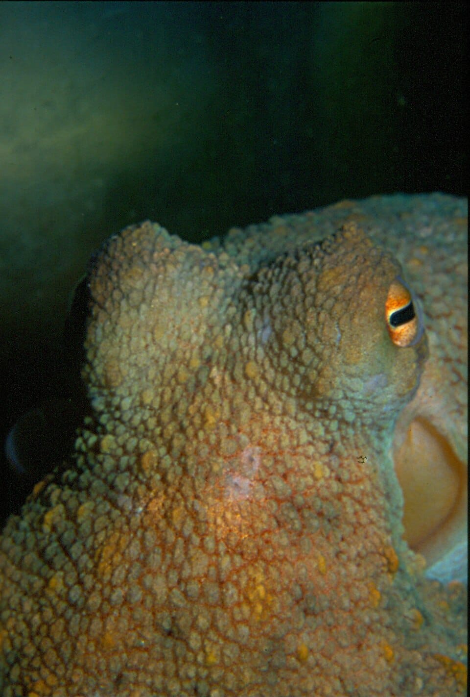 Detalle del pulpo común; imagen de referencia