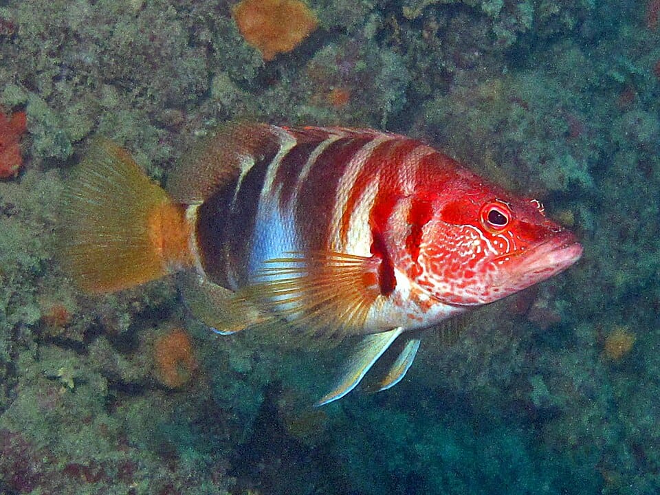 Serrano (Serranus scriba)