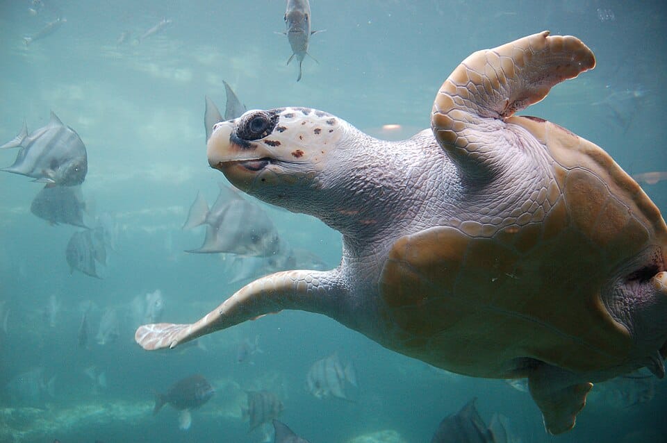 Tortuga boba (Caretta caretta)