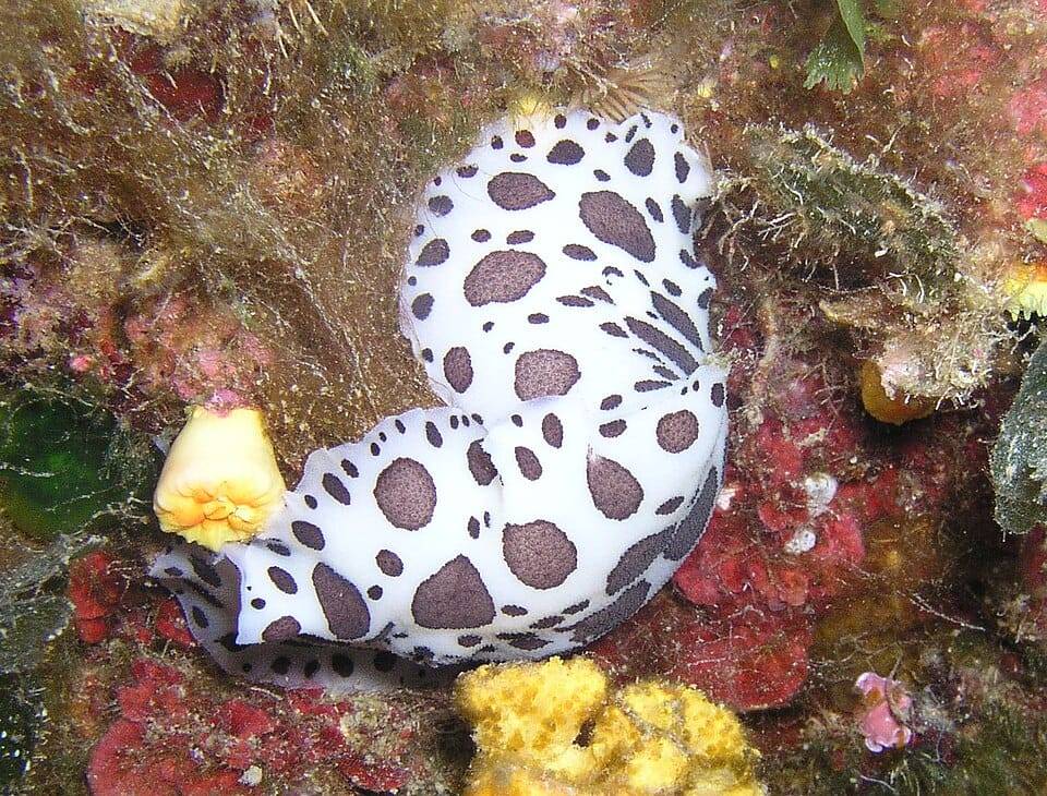 Vaquita suiza (Peltodoris atromaculata)